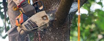 How Our Tree Care Process Works  in  Creedmoor, NC